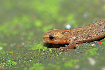 Image showing small lizard on green stone