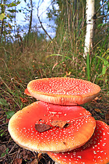 Image showing fly agarics in wood