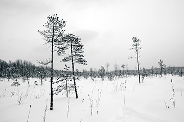 Image showing pine wood in winter marsh