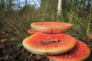 Image showing fly agarics in wood
