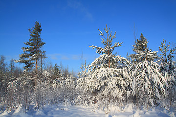 Image showing pines in snow on celestial background 