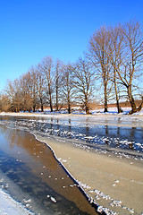 Image showing oak wood on river coast