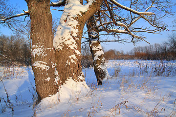 Image showing old oak lit bright sun