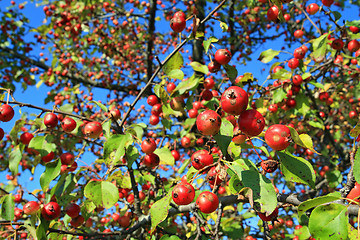 Image showing small red apple on green branch