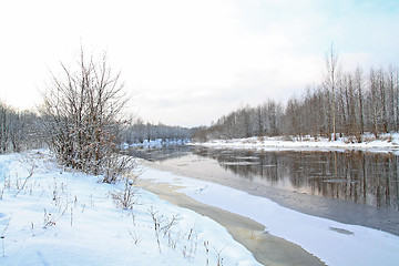 Image showing small bushes on river coast