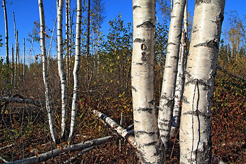 Image showing birch copse on summer field 