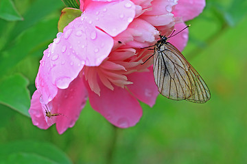 Image showing butterfly is under flower to hide from rain