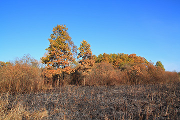 Image showing oak wood after strong fire