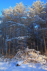 Image showing pine wood in winter snow