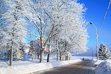 Image showing tree in snow near roads 