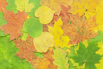 Image showing 	Different tree leaves in the fall