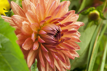 Image showing 	Dark pink dahlia flower on grass background