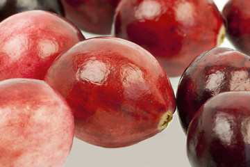 Image showing 	Freshly harvested organic red Cranberries in autumn