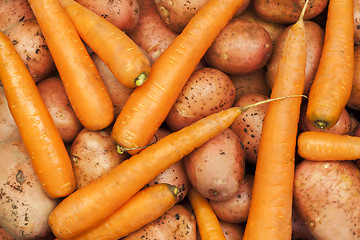 Image showing 	Freshly harvested organic potatoes and carrots