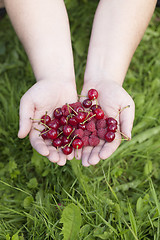 Image showing 	Hands with cherries and raspberries