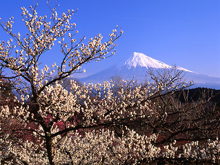 Image showing Plum blossoms IV