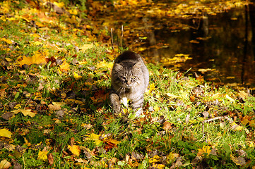 Image showing Cat and leaves