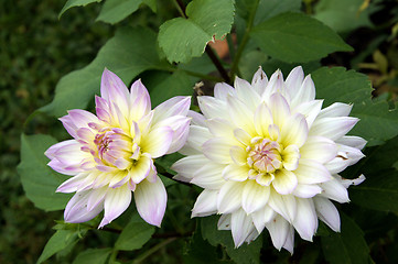 Image showing White dahlia