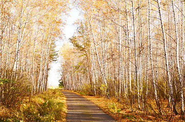 Image showing autumn road