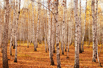 Image showing autumn forest