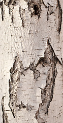 Image showing birch bark