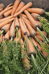 Image showing Carrots with a tops of vegetable