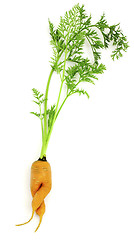 Image showing Carrot-girl
