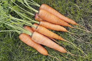 Image showing Carrots with a tops of vegetable