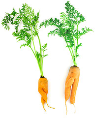 Image showing Carrots as a boy and girl