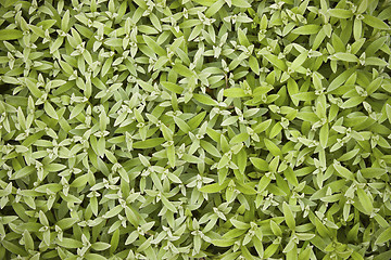 Image showing Mouse-ear chickweed (Carastium).Texture