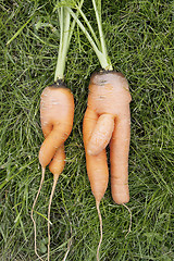 Image showing Carrots.  Girl and  boy