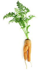 Image showing Carrot-boy