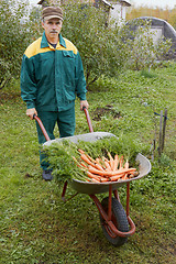 Image showing Wheelbarrow with carrot