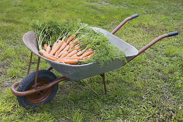 Image showing Wheelbarrow with carrot