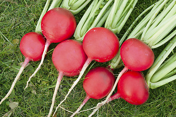 Image showing Red radish