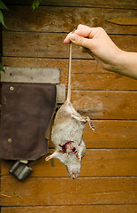 Image showing Woman hand hold dead rat on rural cellar door 