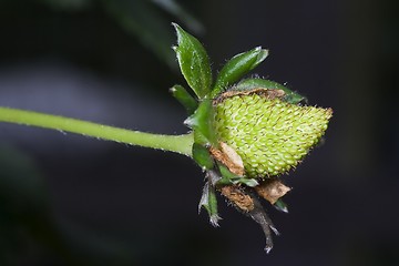 Image showing Unripe Strawberries