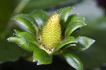 Image showing Unripe Strawberries