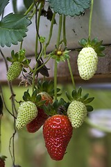 Image showing Strawberries