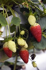 Image showing Strawberries