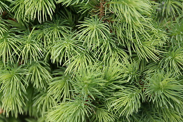 Image showing Canadian fir tree