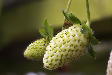 Image showing Strawberries