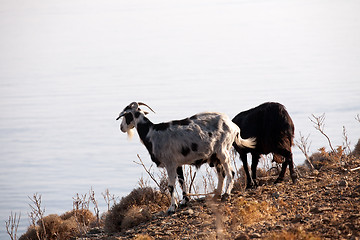 Image showing goats