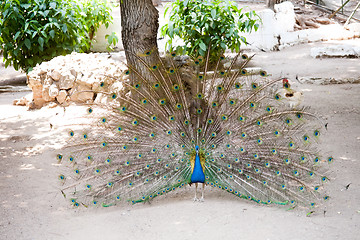 Image showing peacock