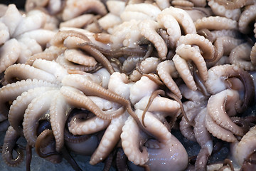 Image showing octopuses