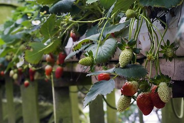 Image showing Strawberries