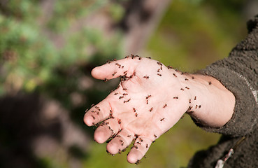 Image showing ants on human hand