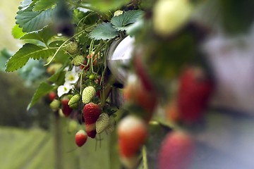 Image showing Strawberries