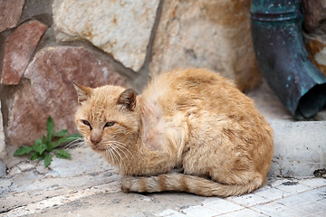 Image showing ill stray cat