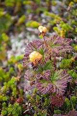 Image showing cloudberry